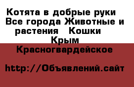 Котята в добрые руки - Все города Животные и растения » Кошки   . Крым,Красногвардейское